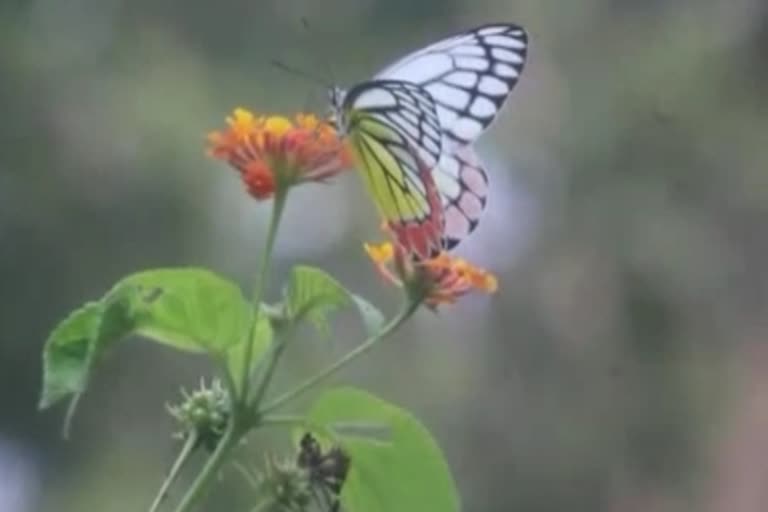 online polling to choose national butterfly