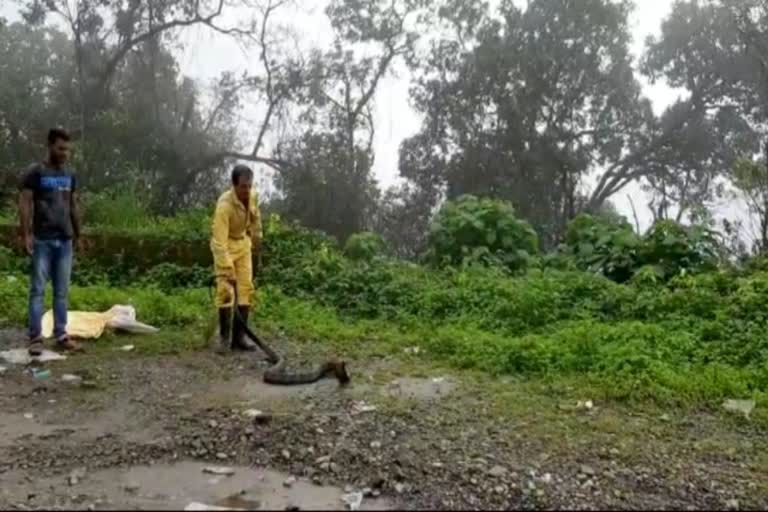 ಅವಿತಿದ್ದ ಕಾಳಿಂಗ ಸರ್ಪ ರಕ್ಷಣೆ