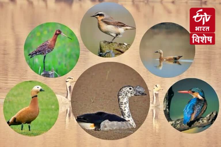 World Migratory Bird Day 2020