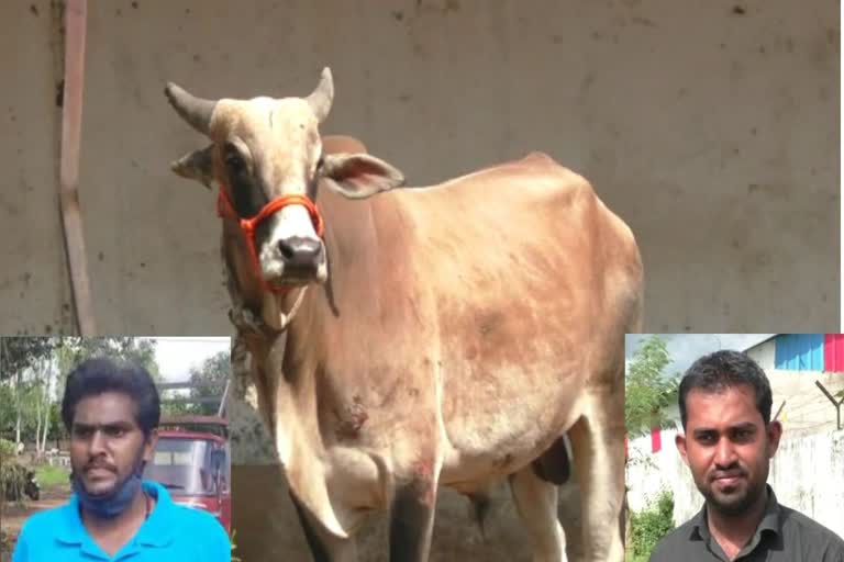 DNA test of Calf to be done for identifying who is the owner