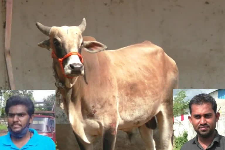 Maharashtra: DNA test on calf to determine ownership right