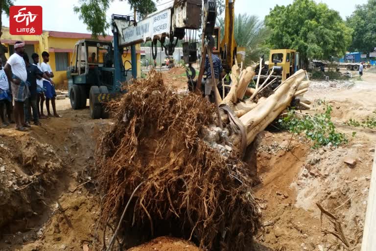 திருப்பூரில் 75 ஆண்டுகால அரச மரம் மறு நடவு  - கிரீன் அண்ட் கிளீன் அமைப்பினர் ஒத்துழைப்பு