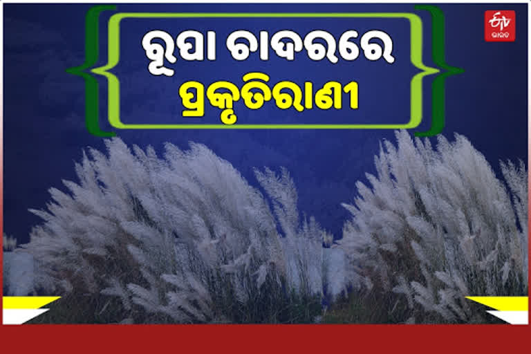 ଶାରଦୀୟ ସନ୍ଦେଶ ଆଣିଛି କାଶତଣ୍ଡୀର ସମ୍ଭାର