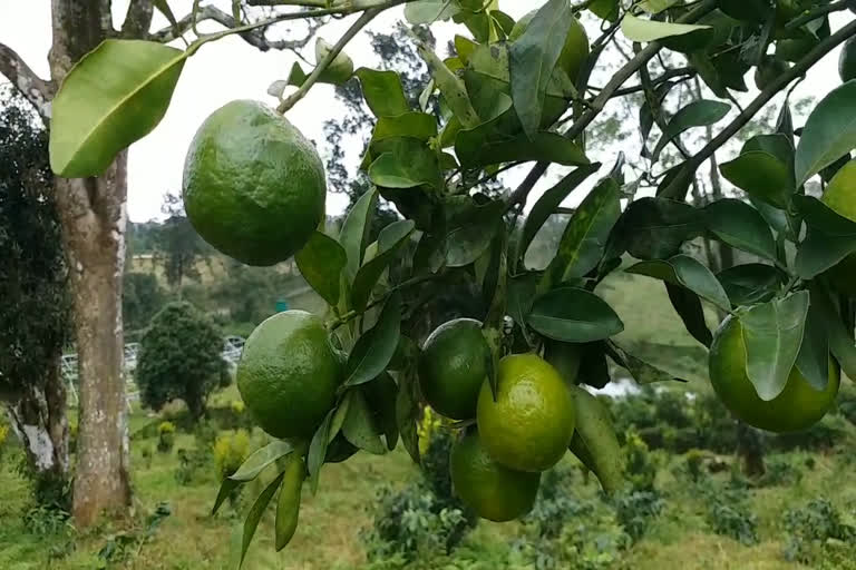 നെല്ലിയാമ്പതി സർക്കാർ തോട്ടം  നെല്ലിയാമ്പതി ഓറഞ്ച് തോട്ടം  nelliyambathi orange farm  govt farm  പാലക്കാട്  palakkadu govt farm  kerala agricultural department  കാർഷിക വകുപ്പ്