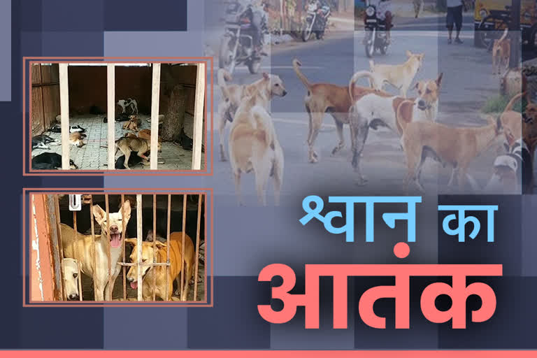 Dog terror in Rajasthan,  ABC Program of Jaipur Municipal Corporation