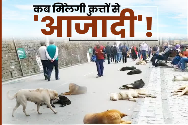 special report of etv bharat on Stray dogs in shimla city