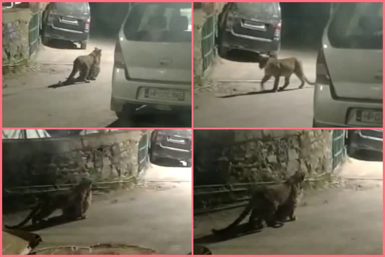 Leopard made dog hunt in Sanjauli shimla