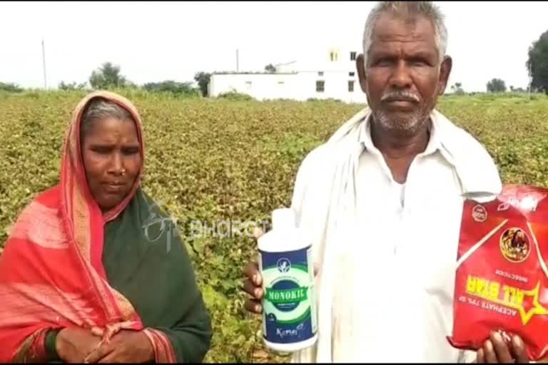 yadgiri cotton crop problem