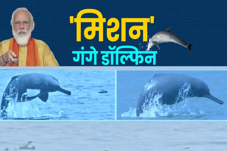 'गंगे डॉल्फिन' से पीएम मोदी का गहरा नाता