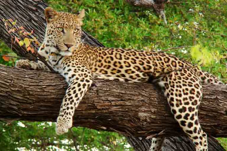 Haldwani Leopard News