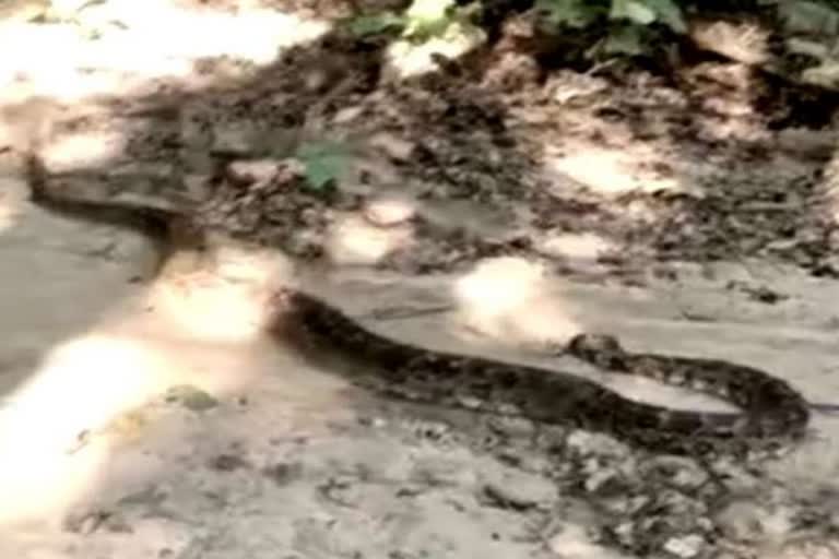 15 feet long python found in faizpur village of yamunanagar