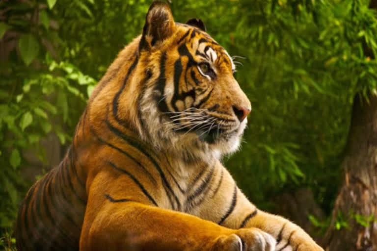 Kill the man-eating tiger, farmers demand in Rajura