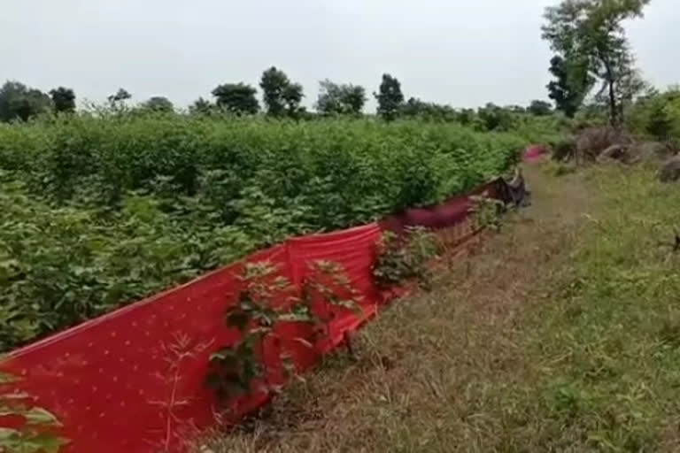 farming in yavatmal