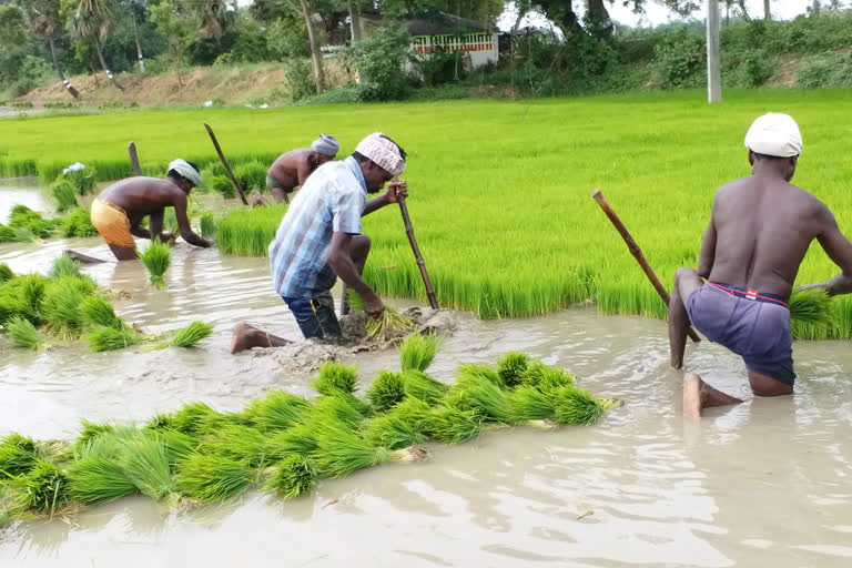 farmers