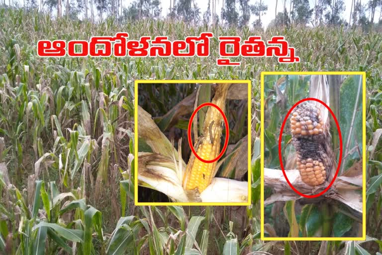 corn crop damaged due to Scissors worm in Srikakulam district