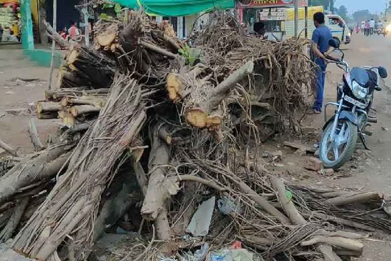 Felling of trees in Bemetara