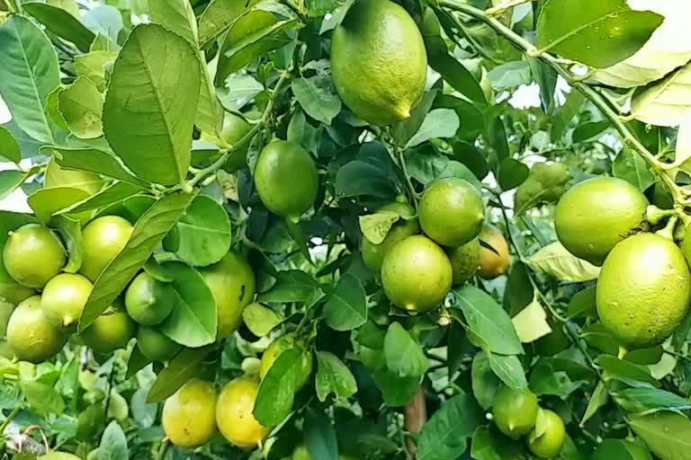 Lemon Garden in Morigaon