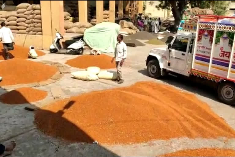 Pulses prices plunge over 25% in Maharashtra