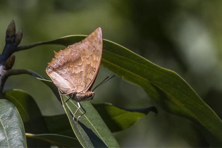 rare-kite-first-appeared-in-the-garhwal-region-who-flying-in-the-day