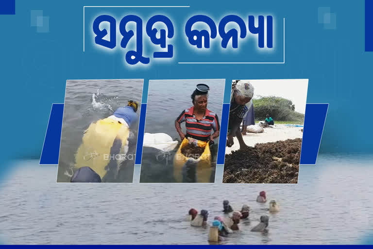 ସମୁଦ୍ର କନ୍ୟା; ଯିଏ ସମୁଦ୍ର ଭିତରୁ ସଂଗ୍ରହ କରନ୍ତି ଶୈବାଳ