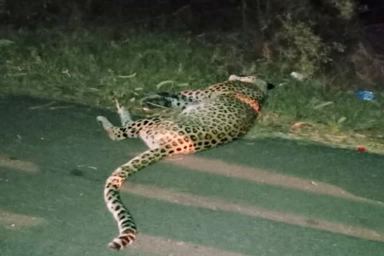 Panther injured in Jaipur,  Panther injured in unknown vehicle collision