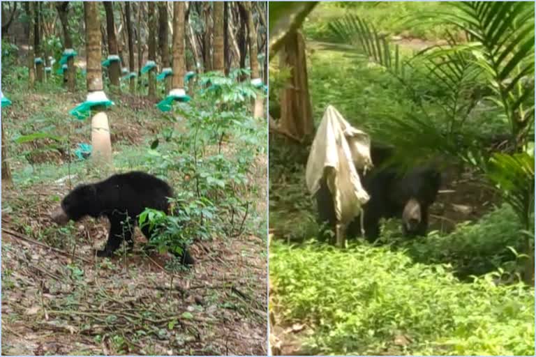 frightened bear  ഭീതിപരത്തിയ കരടി  നെല്ലിക്കുത്ത്  മൂത്തേടം  മലപ്പുറം  പടുക്ക  padukka