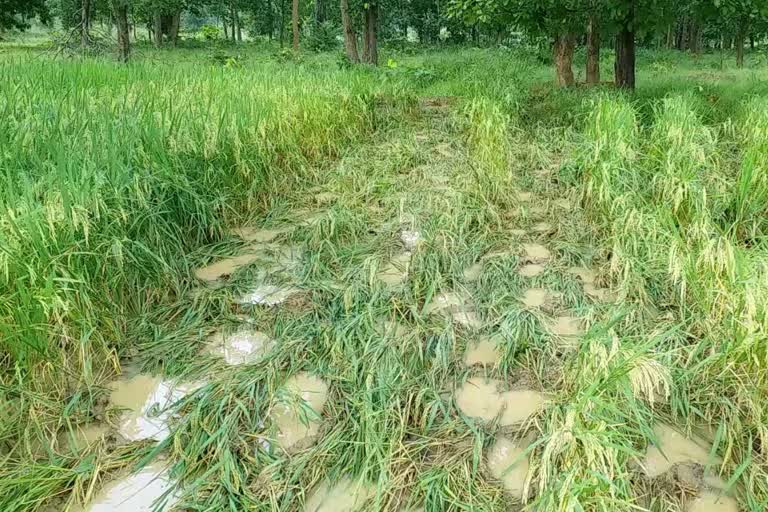 rice crop damage for elephants in deogarh