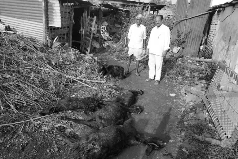 5 goats died in dogs attack in both village