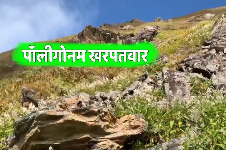 Chamoli Hindi News