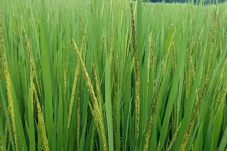 Farmers of Marigaon are overjoyed to see the paddy being planted behind the flood