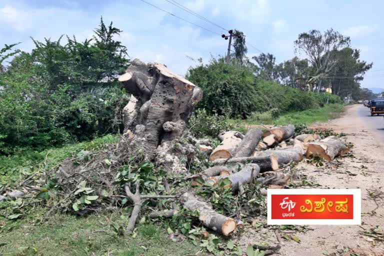 Harvesting of trees for development projects