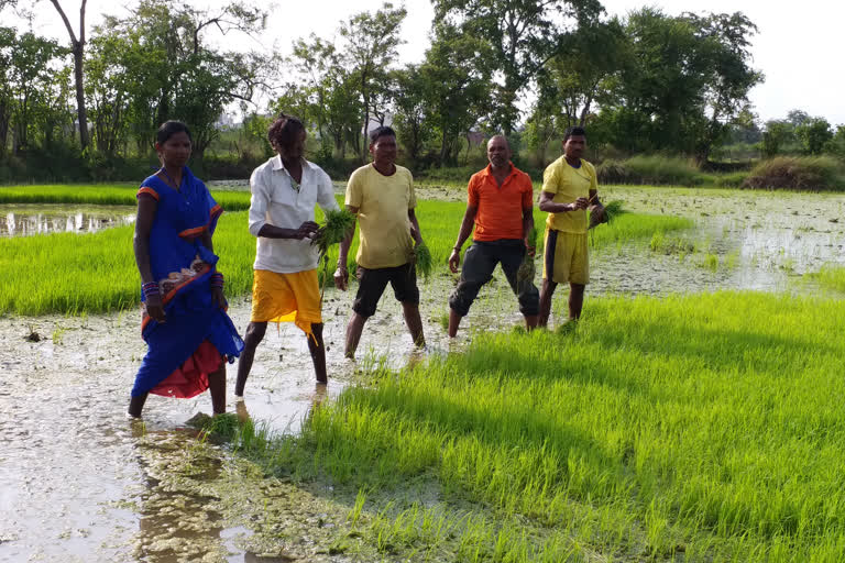 story-on-farmers-suicide-in-chhattisgarh-and-government-claim
