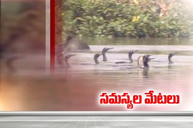 Pulicat Lake Fishermen faced Problems with sand