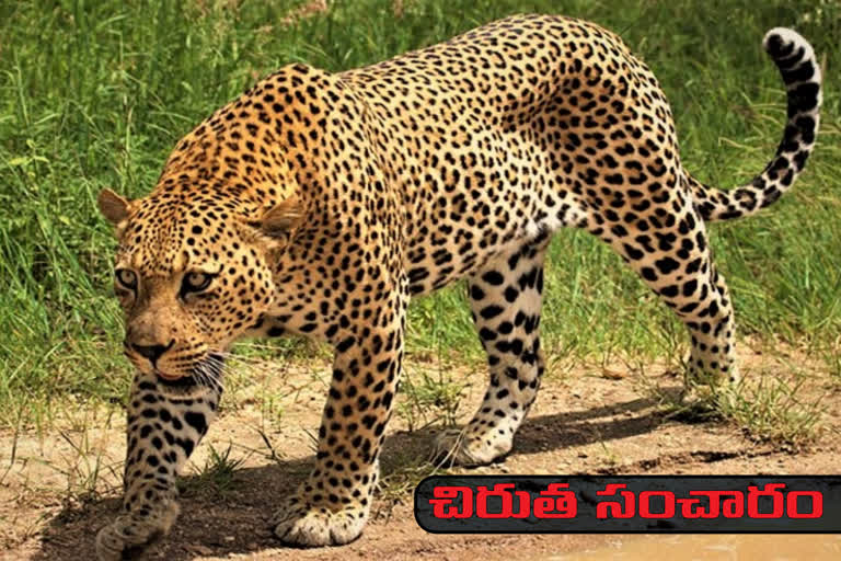 Leoperd Attack On Calf Medak district ShivvamPet Mandal