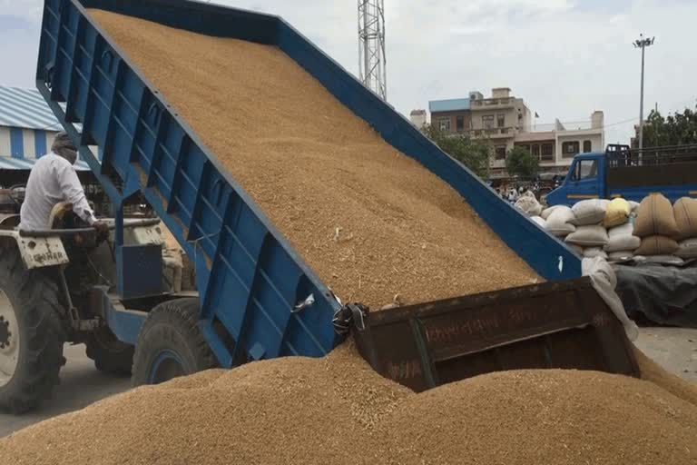 8563 MT millet purchased in bhiwani