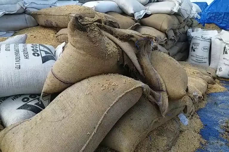 Wheat spoiled in open shed