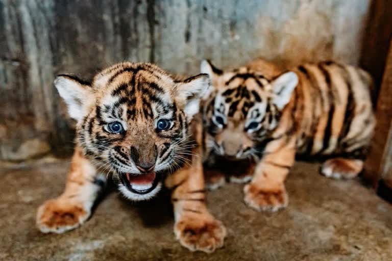 tiger cubs