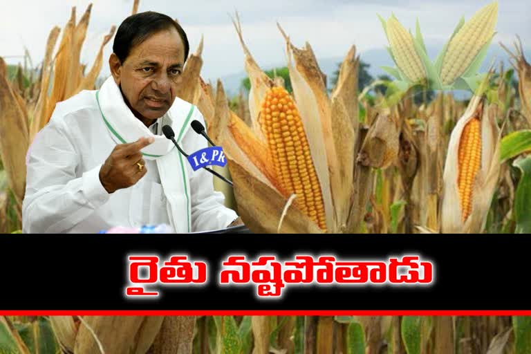 'రాష్ట్రంలో మొక్కజొన్న సాగు ఏమాత్రం శ్రేయస్కరం కాదు'