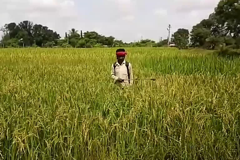 Farmer upset due to pest attack on paddy crop