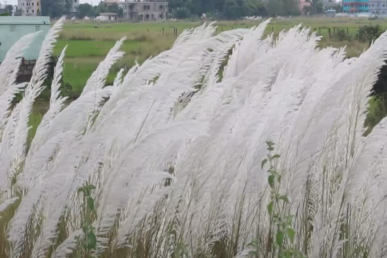 Countdown begins for Durga Puja with floating kasatandi flowers in field