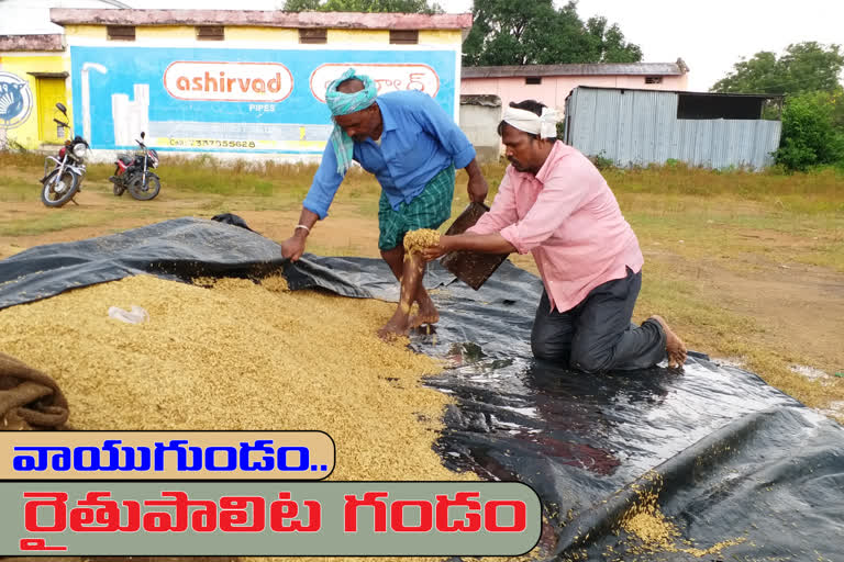 Grain soaked in heavy rain In Kamareddy District