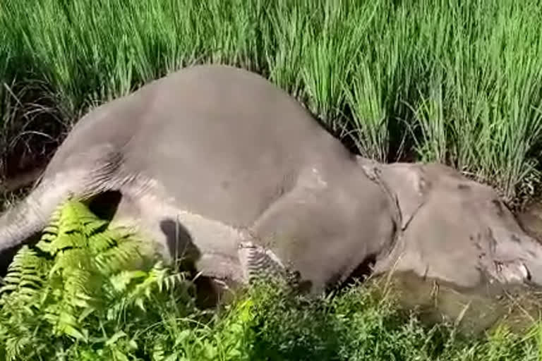 elephant death at rangapara