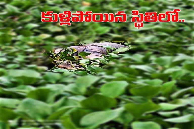 unidentified-dead-body-found-in-pond-of-govindapuram-in-huzurnagar-mandal-suryapet-district