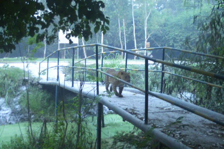 Leopard enters NTPC