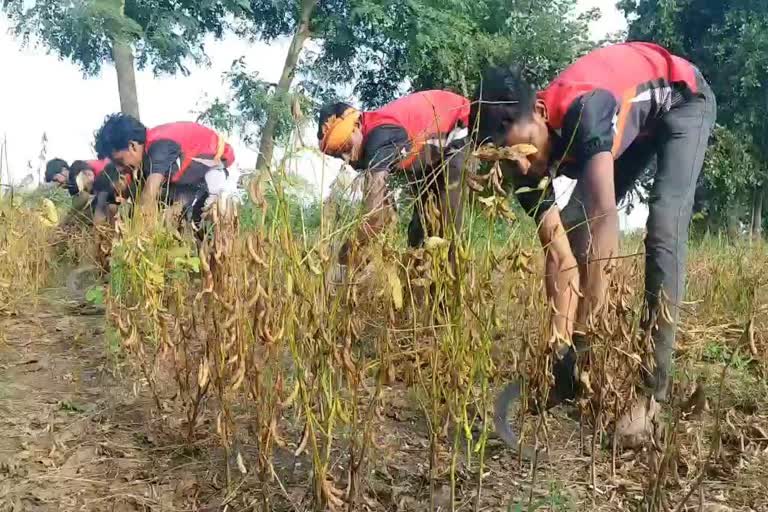 crop-get-wet-due-to-heavy-rain-in-hingoli