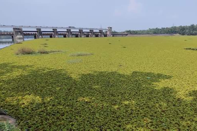 Weed found in Satpura Reservoir