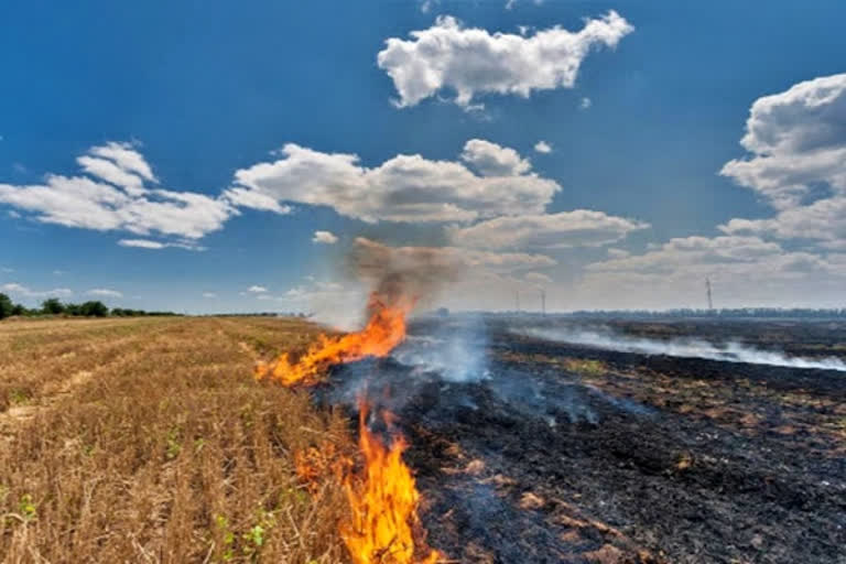 stubble burning