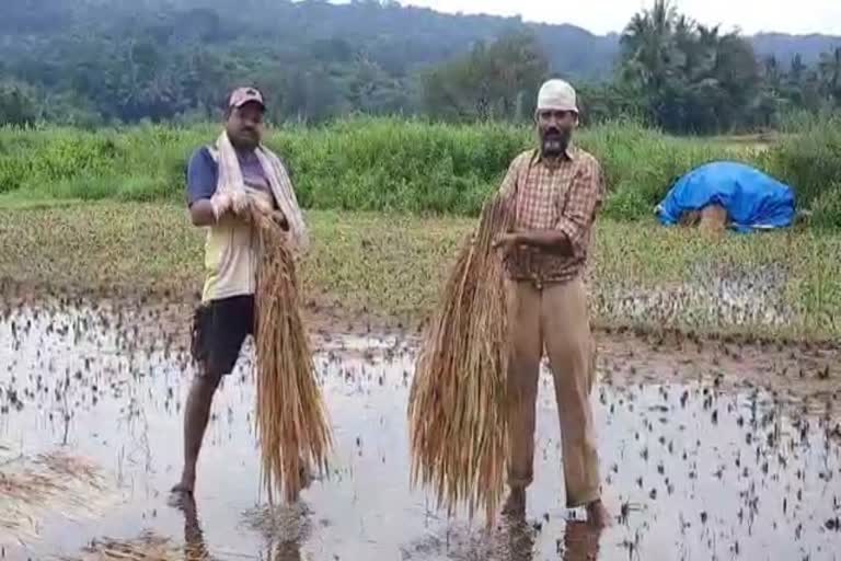 परतीच्या पावसाचा भात शेतीला फटका