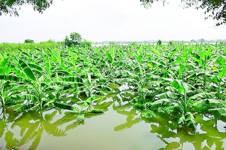 submerged banana crop