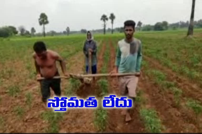 poor farmer cultivation without bullocks in mahabubabad district